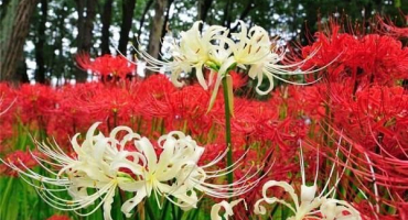 Popis a charakteristika pavoučí lilie, výsadba, pěstování a péče